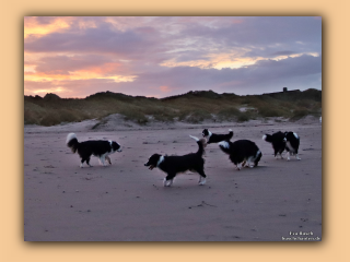 Die Hunde morgens am Saltum Strand (1).jpg